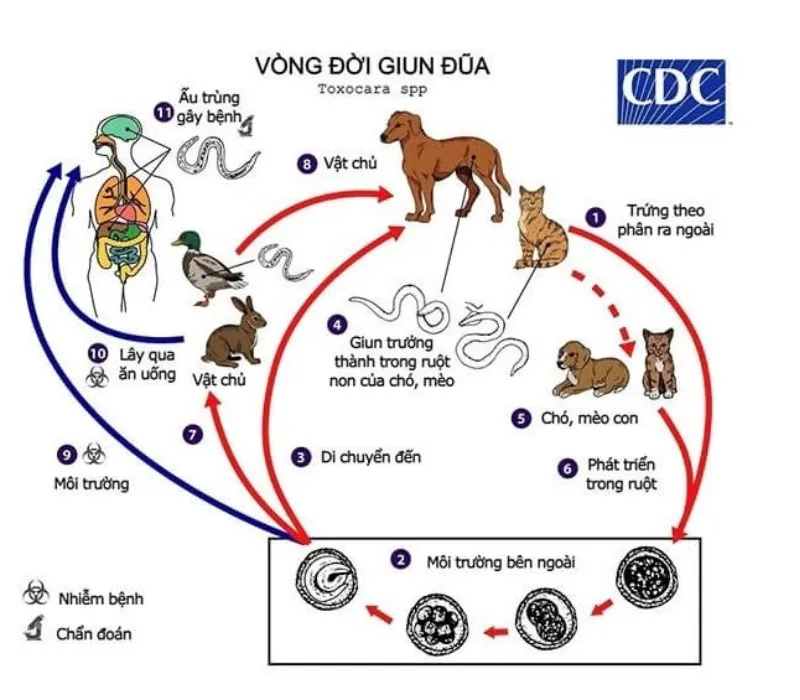 voh-tai-sao-giun-dua-cho-meo-lai-gay-benh-o-nguoi