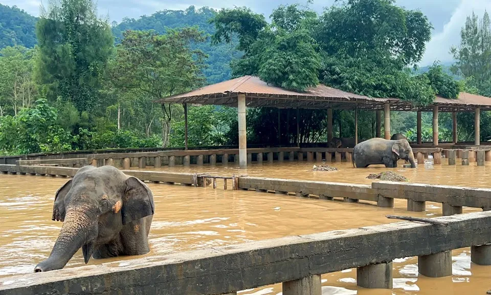 Thái Lan: Nhiều con voi chết đuối vì lũ lớn ở trung tâm du lịch Chiang Mai