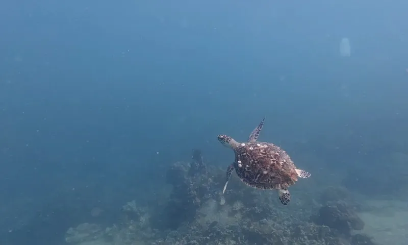 rùa biển BQL vịnh Nha Trang