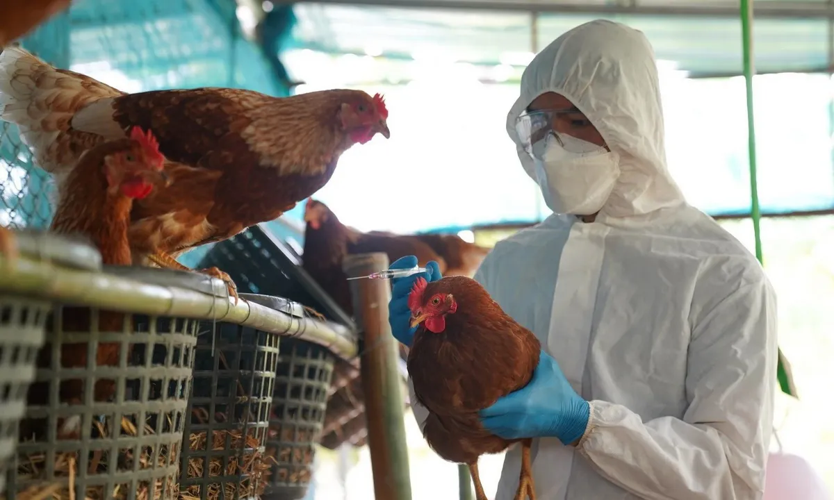 Khẩn trương phòng chống dịch cúm A/H5N1