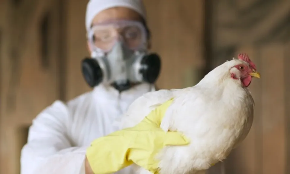 Cúm gia cầm H5N1 đe dọa các loài chim bản địa và động vật hoang dã tại Úc