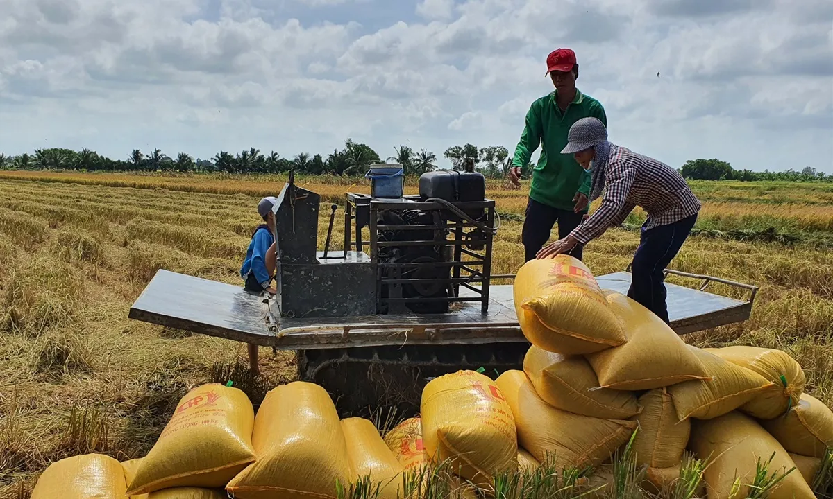 Giá gạo Việt Nam tăng vọt: Cơ hội lớn từ tín dụng và sản xuất lúa chất lượng cao