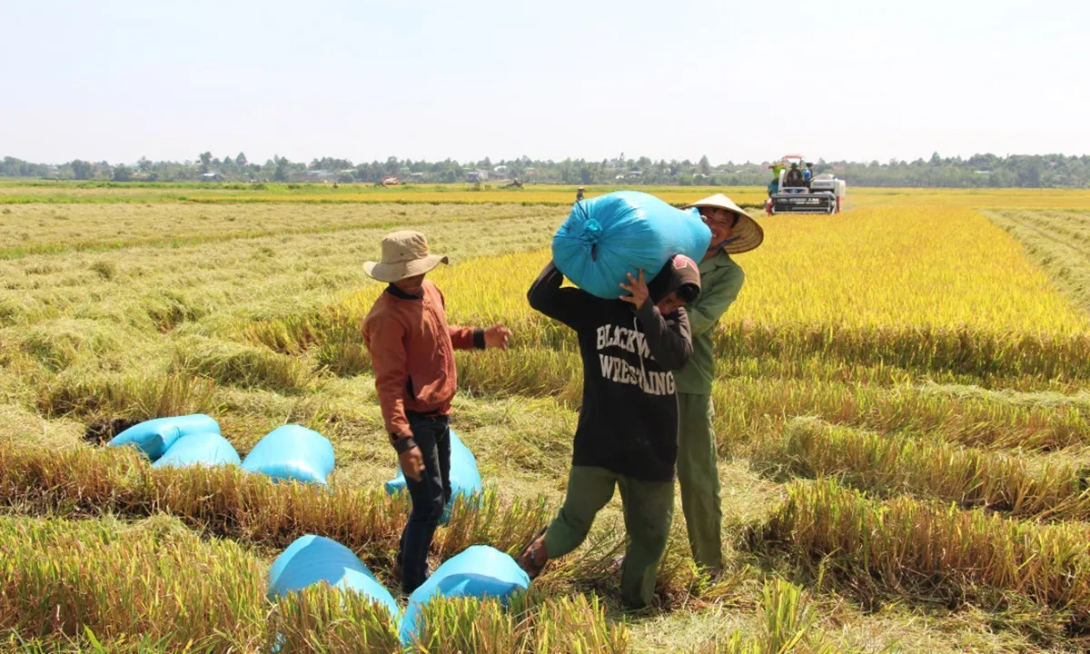 Tin phát triển bền vững ngày 15/10: Trồng lúa lãi 5 tỷ đồng/năm, nông dân làm lúa bán tín chỉ carbon