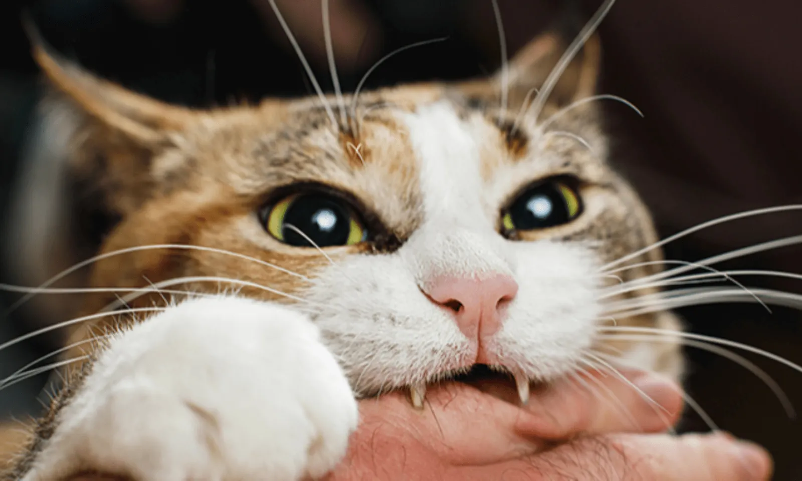 Người đàn ông tử vong vì chủ quan sau khi bị mèo cắn