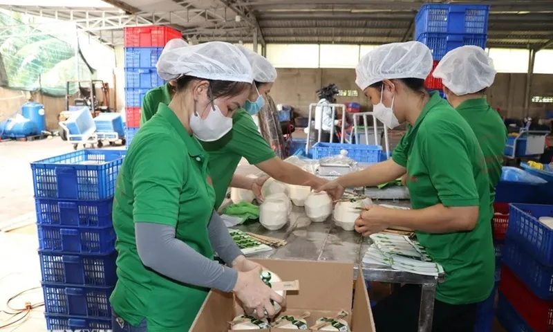 Lô hàng dừa tươi Việt Nam đầu tiên vào Trung Quốc qua cửa khẩu đường bộ