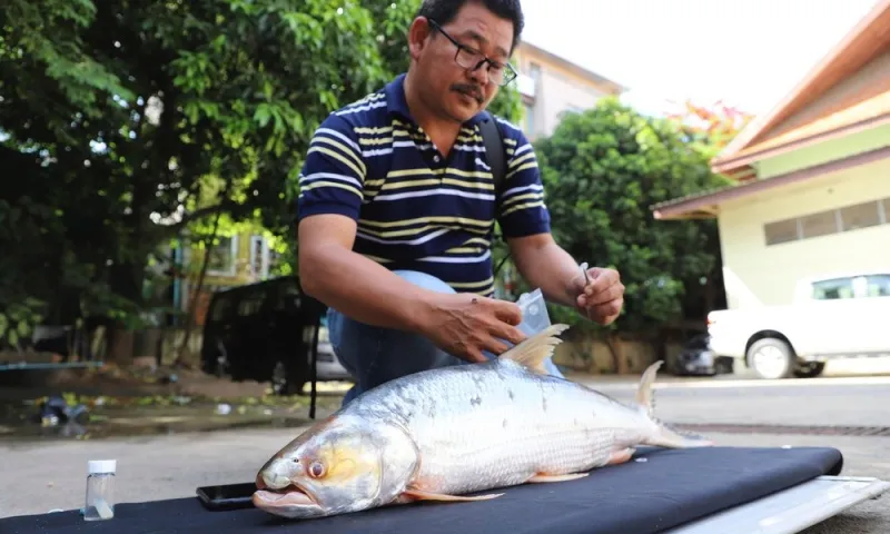 Phát hiện chấn động: Loài cá ma khổng lồ tái xuất trên sông Mekong sau hàng thập kỷ