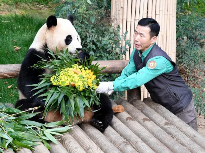 diem-lai-nhung-doan-tinh-cam-dam-nuoc-mat-trong-fubao-bao-boi-cua-ong 20241023-135506-01