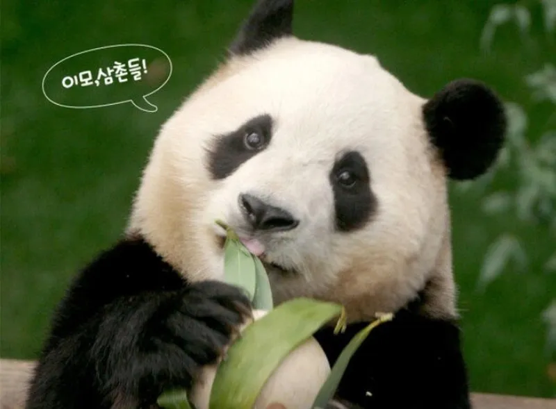 diem-lai-nhung-doan-tinh-cam-dam-nuoc-mat-trong-fubao-bao-boi-cua-ong 20241023-135537-13