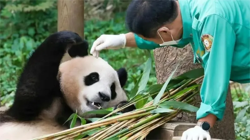 diem-lai-nhung-doan-tinh-cam-dam-nuoc-mat-trong-fubao-bao-boi-cua-ong 20241023-135701-06