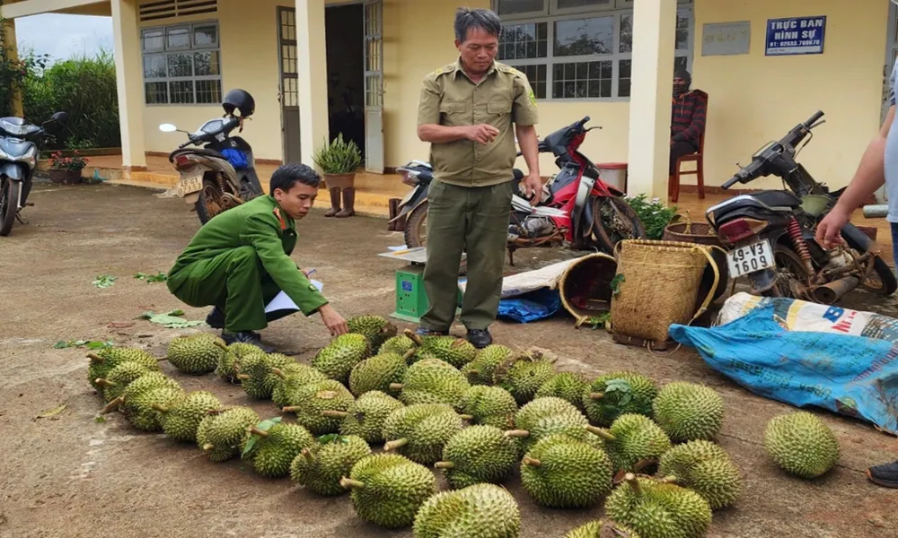 Bắt quả tang nhóm đối tượng trộm sầu riêng tại Lâm Đồng
