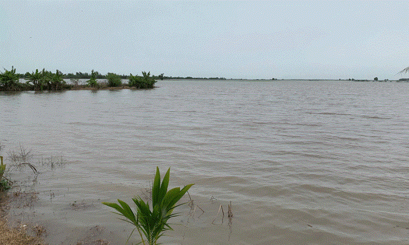 Ngập úng tại các huyện vùng Đồng Tháp Mười