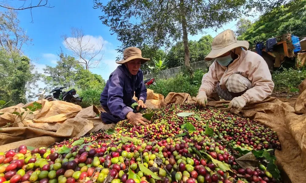 Công an Đắk Lắk huy động lực lượng tuần tra cùng nông dân phòng ngừa trộm cắp cà phê 