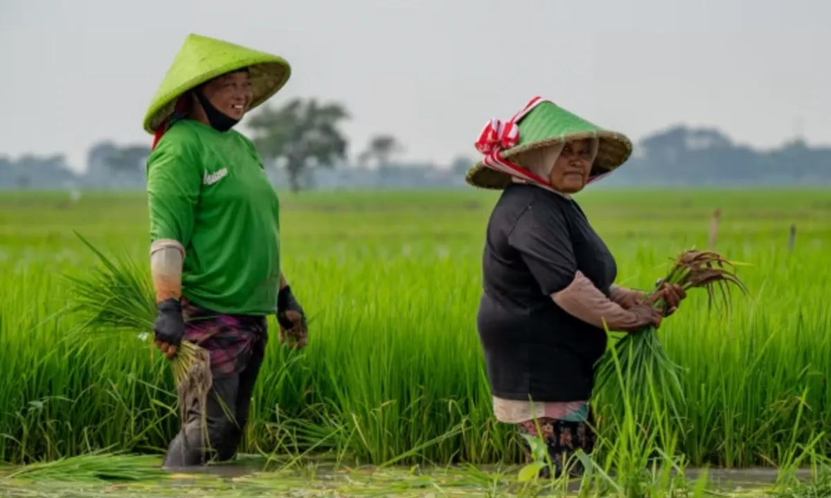 indonesia-lam-nong