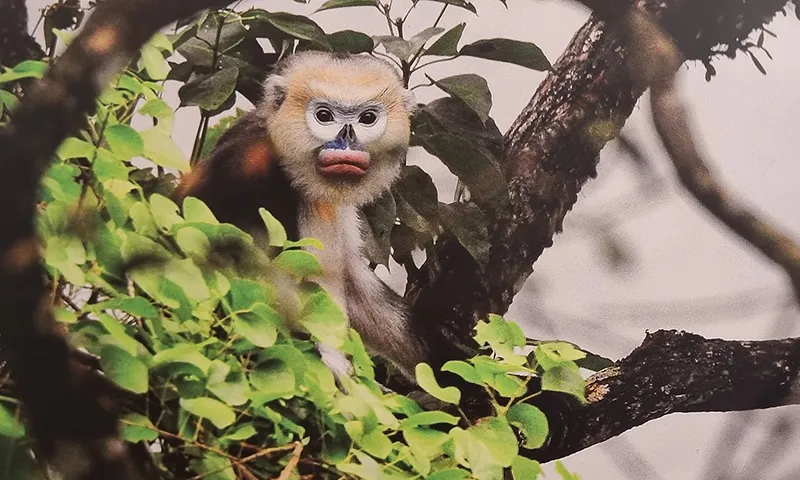 Một triển lãm khơi gợi tình yêu động vật hoang dã Việt Nam