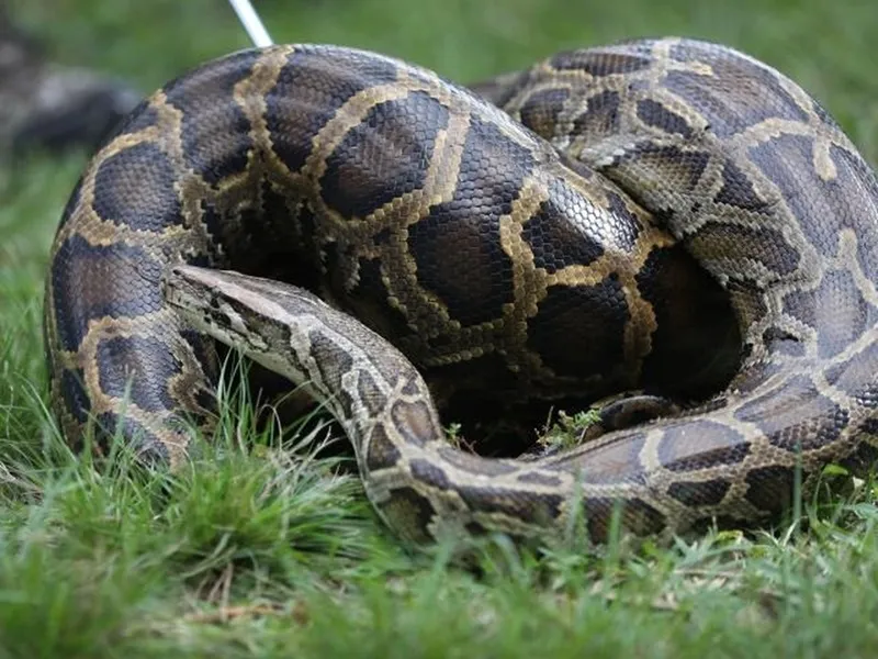 tran-mien-dien-ha-mieng-het-co-nuot-tron-con-huou-khien-nhieu-nguoi-socdocx-1729934277753