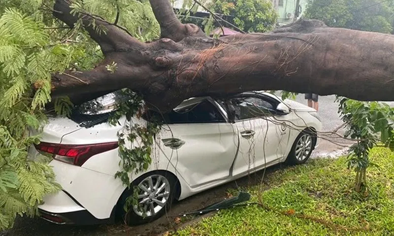 Cây phượng bật gốc đè bẹp mui ô tô 