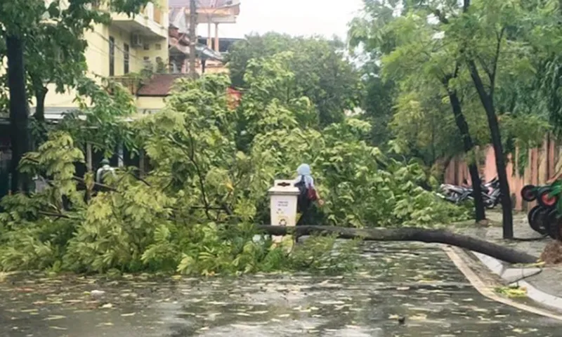 Cây xanh đỗ ngã trong thanh phố Huế