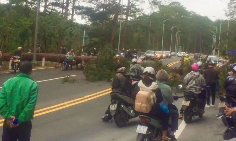 Cây thông cổ thụ đổ chắn ngang đèo Prenn, Đà Lạt, gây ách tắc giao thông
