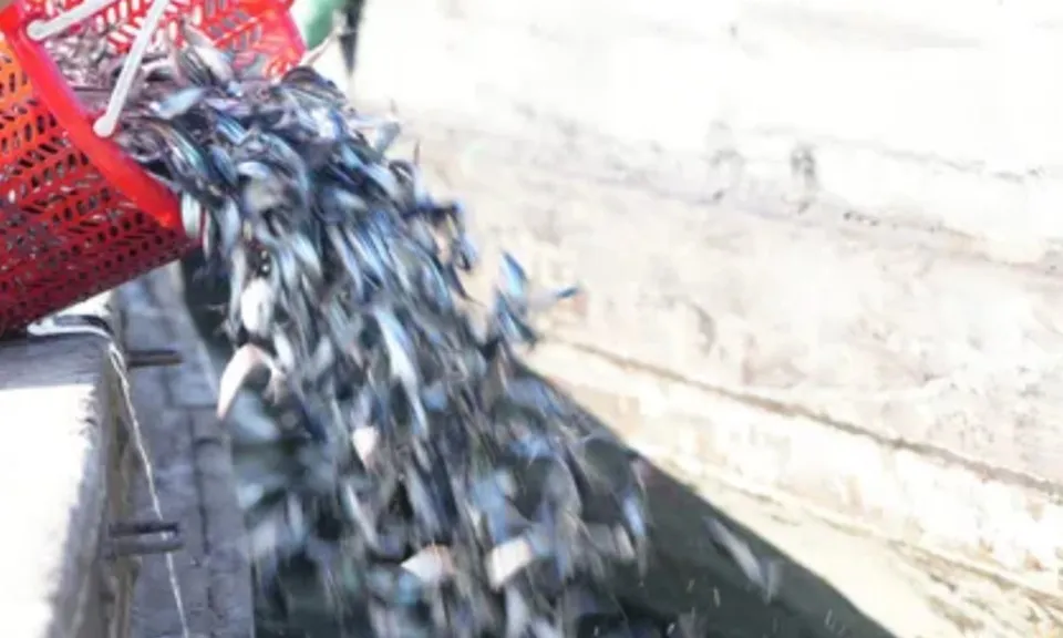 Tây Ninh lý giải nguyên nhân cấm khai thác thủy sản trên hồ Dầu Tiếng