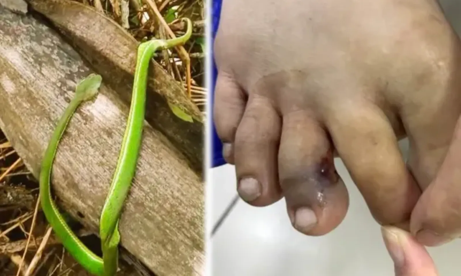 Gia tăng nguy cơ rắn lục đuôi đỏ tấn công người vào mùa mưa