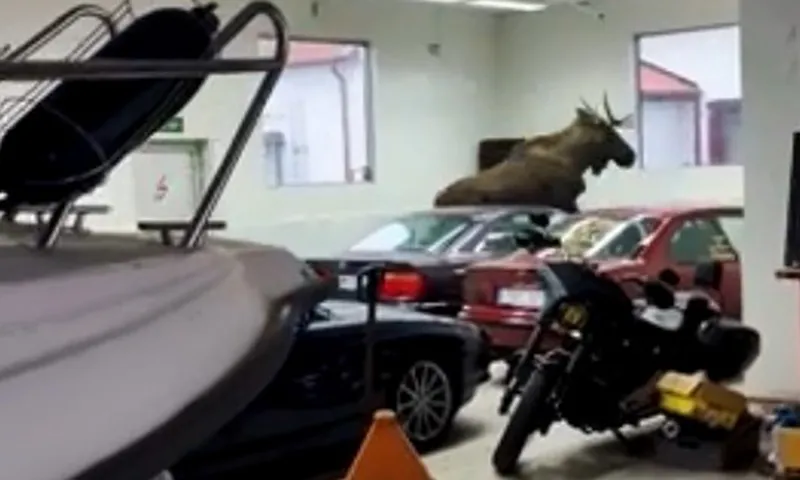 Clip: Ông chủ phải đứng nhìn vị khách không mời mà đến phá hoại xe trong gara