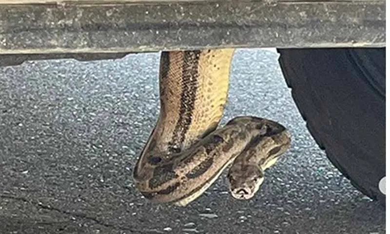 Tài xế kinh hãi khi thấy con trăn Nam Mỹ trong gầm xe của mình