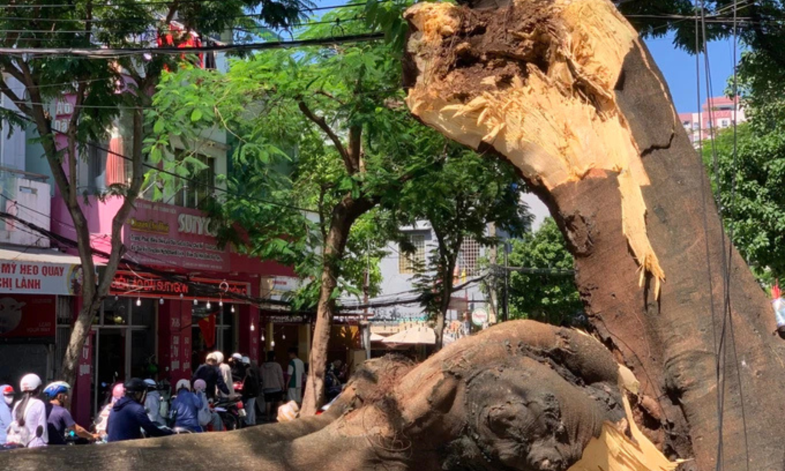 Đà Nẵng: Cây xanh lớn bất ngờ ngã đổ đè trúng ô tô đang đậu bên đường