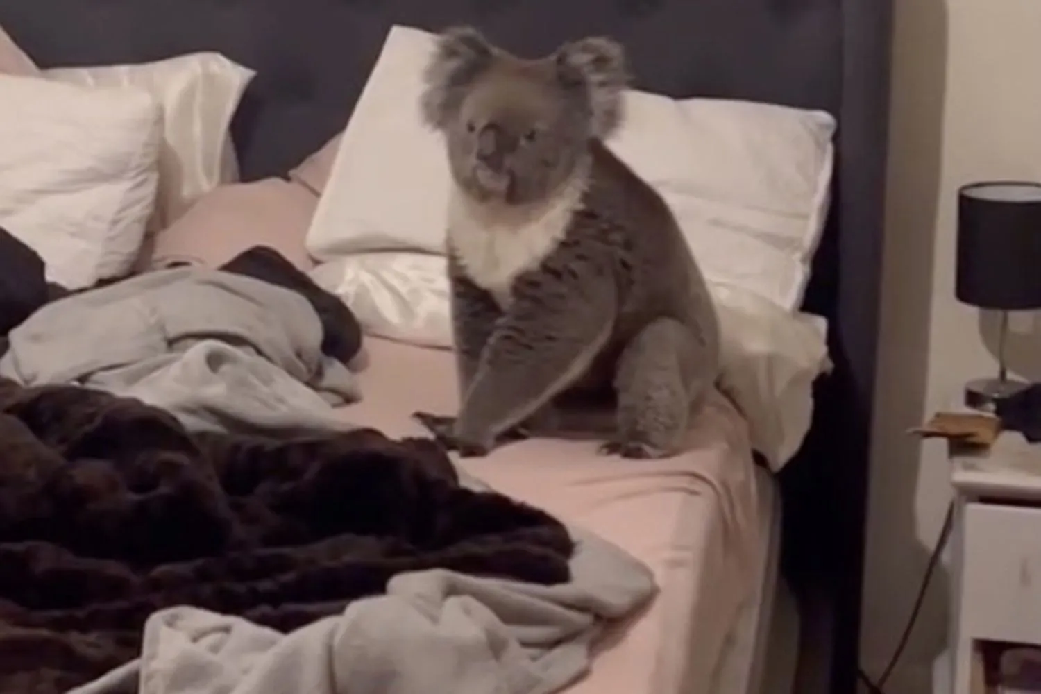 koala-bedroom-austrailia-111324-5831-e36033ef05f54c90a49420fb327b114f_jpg(1)