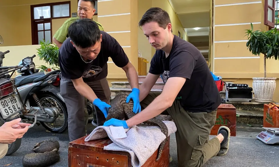 Cứu 11 con tê tê Java quý hiếm bị buộc chặt trong túi lưới, bỏ vào thùng xốp quấn băng dính