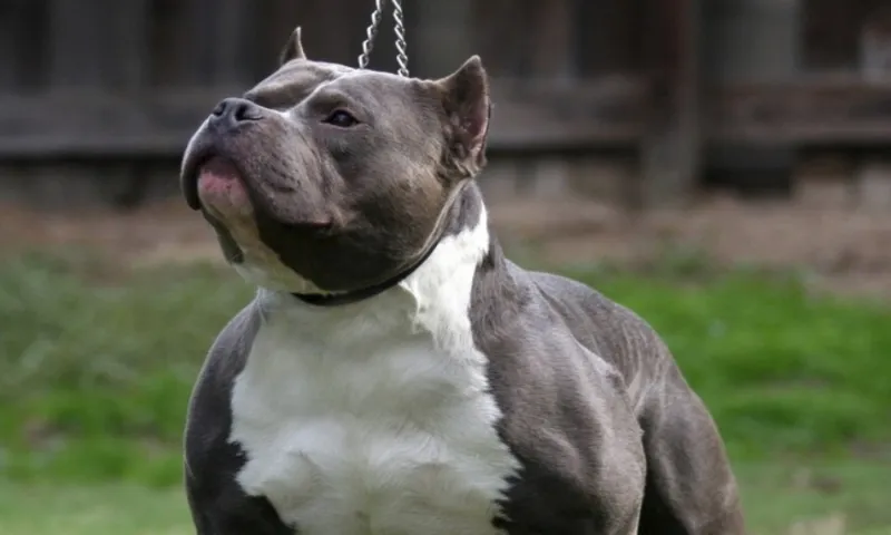 Chó pitbull tấn công khiến chủ tử vong, nhiều người khác bị thương