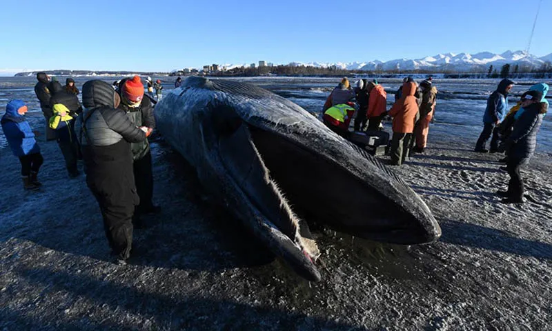 Xác cá voi khổng lồ trôi dạt vào bờ biển Alaska