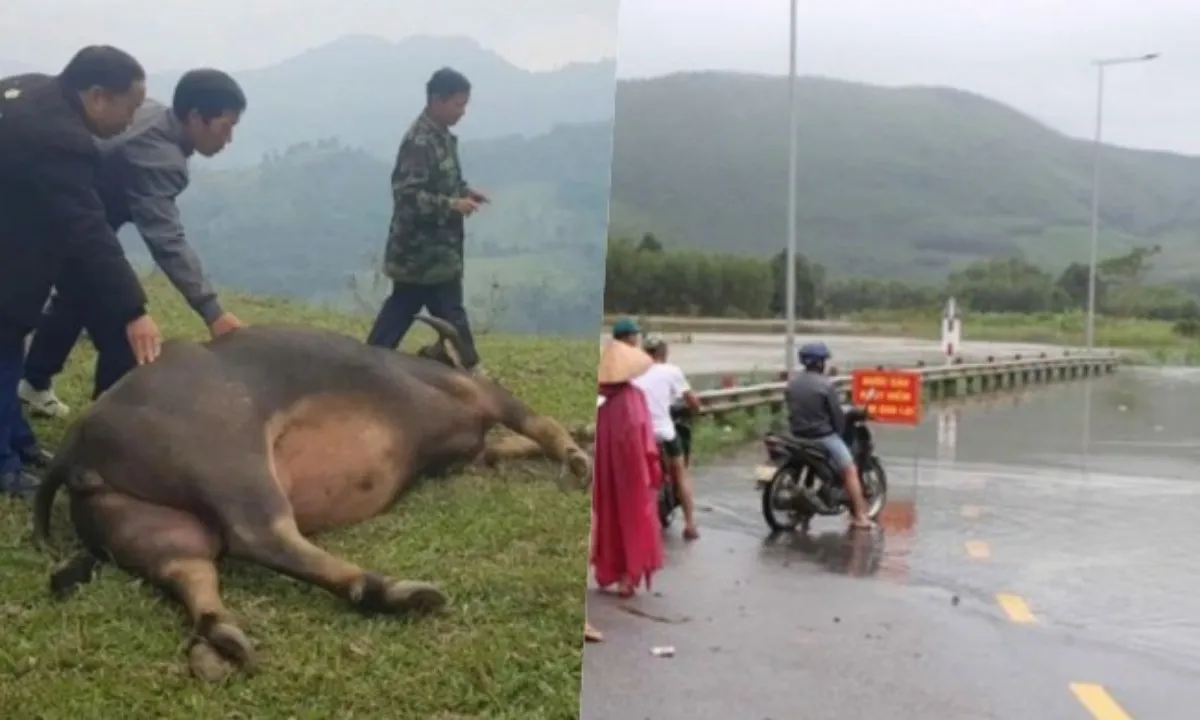 Điểm tin sáng 25/11: Trâu, bò chết vì bệnh ung khí thán | Mưa lũ gây ngập lụt miền Trung