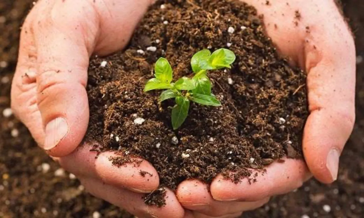 Quốc hội chốt đánh thuế 5% đối với phân bón