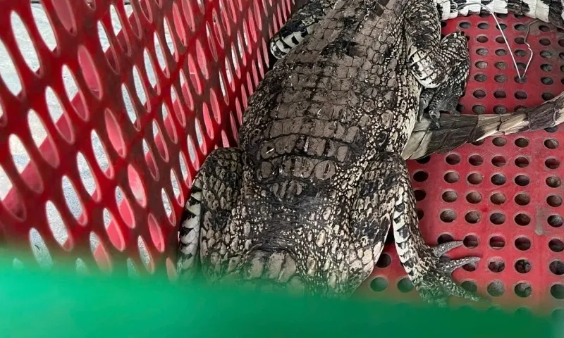 Cá sấu “lảng vảng” trong sân nhà dân ở TPHCM gây náo loạn sáng sớm