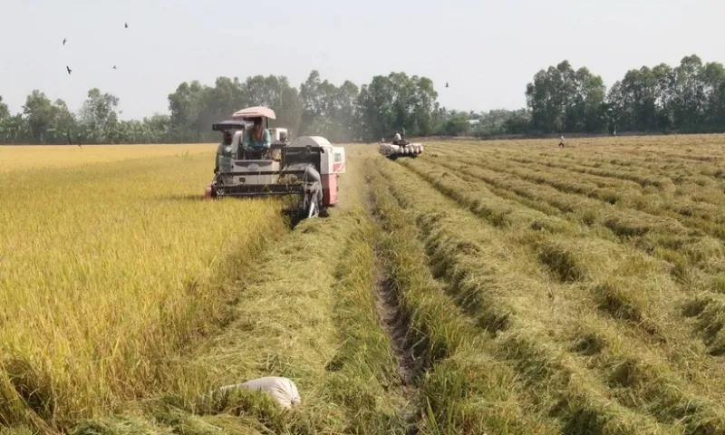 Giá lương thực toàn cầu lập đỉnh, dầu thực vật tăng sốc