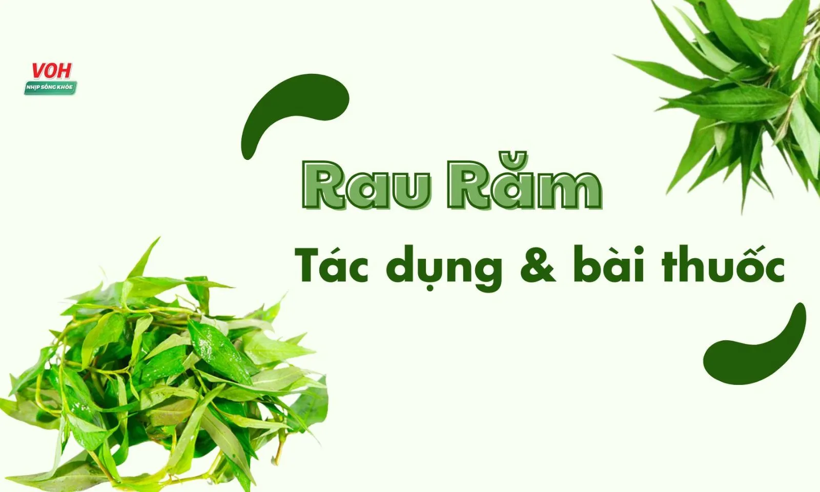 Ăn rau răm nhiều có tốt không? 7 tác dụng của rau răm và các bài thuốc