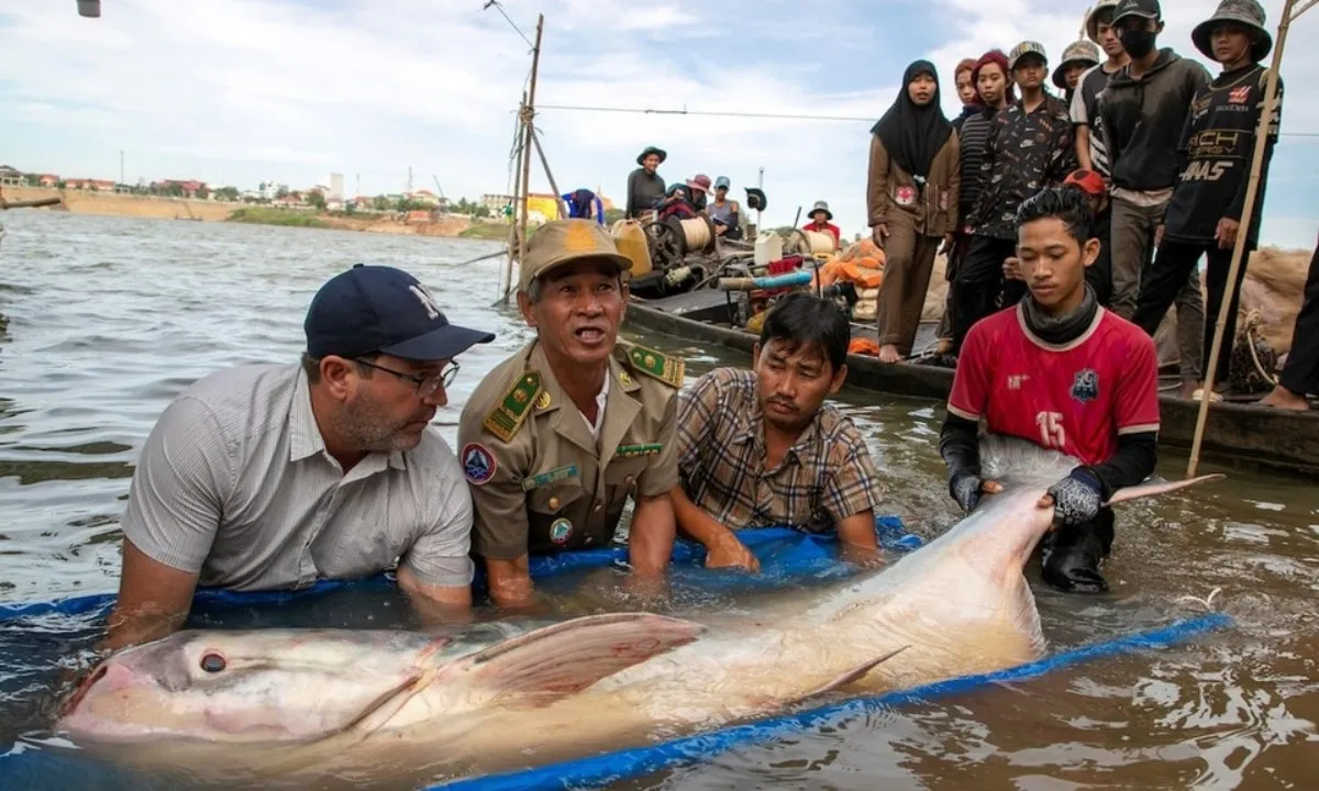 Phát hiện 3 con cá trê khổng lồ trên sông Mekong