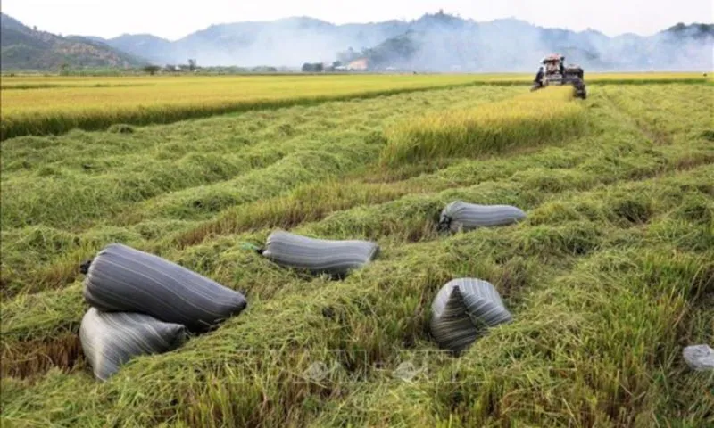 Giá gạo xuất khẩu giảm nhẹ, thị trường nông sản biến động cuối năm