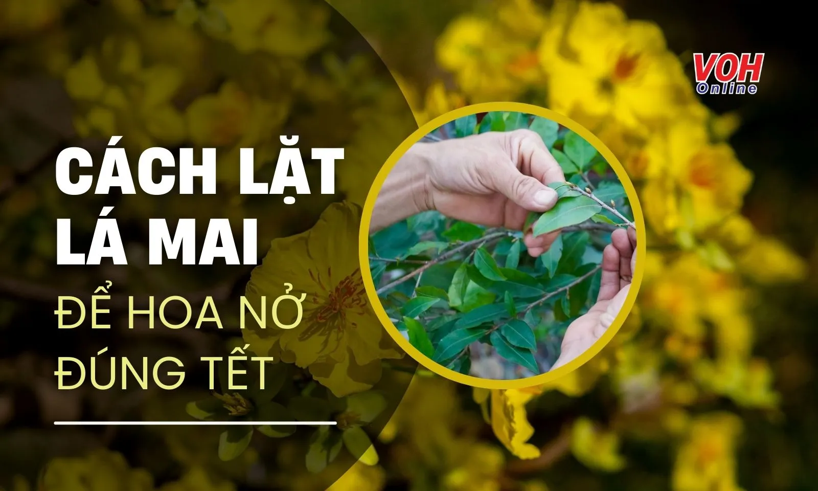 Cách lặt lá mai để hoa nở đúng Tết Nguyên đán