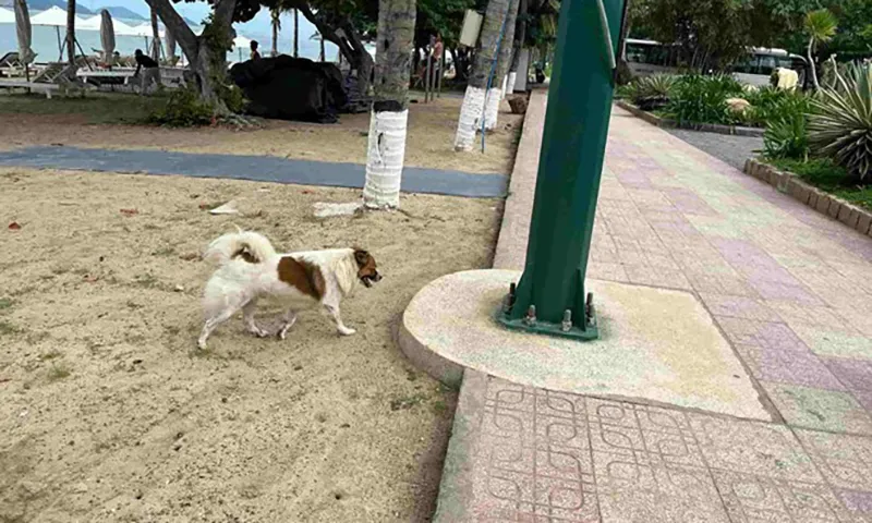 Chó thả rông nơi công cộng gây mất mỹ quan tại thành phố du lịch Nha Trang.
