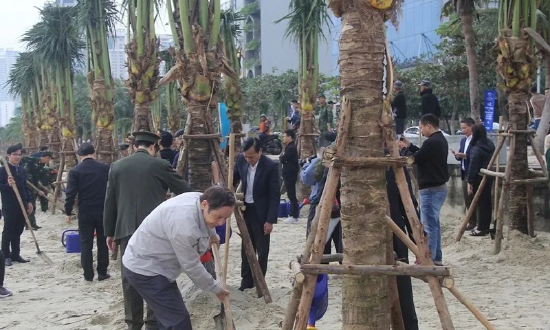 Đà Nẵng: Trồng hơn 3.000 cây dừa vừa làm đẹp vừa chống xâm thực bờ biển