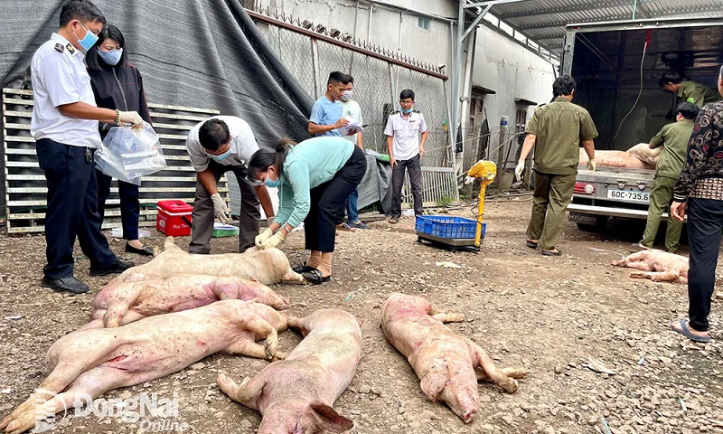 Đồng Nai: Phát hiện hơn 7 tấn thịt heo chết, không rõ nguồn gốc tại cơ sở giết mổ