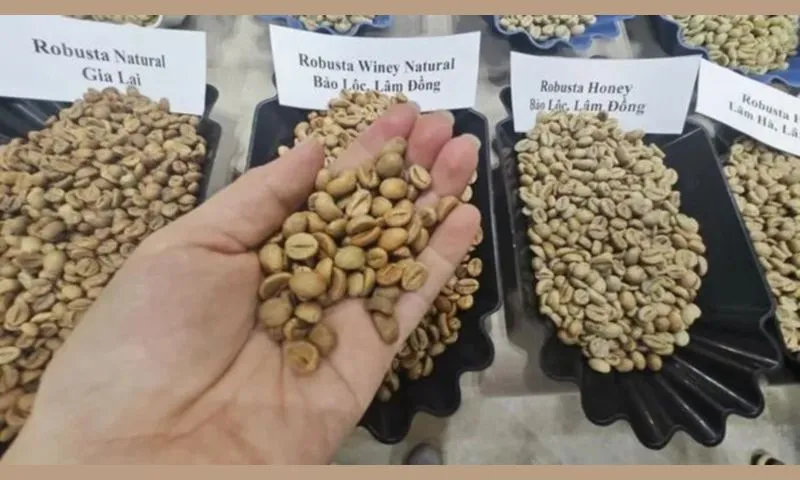 Giá cà phê hôm nay 22/12: Cạnh tranh gay gắt từ đối thủ Robusta Brazil