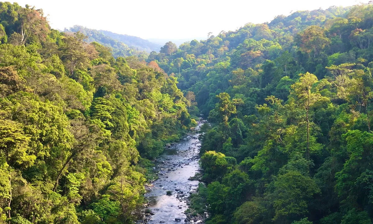 Rừng Gia Lai