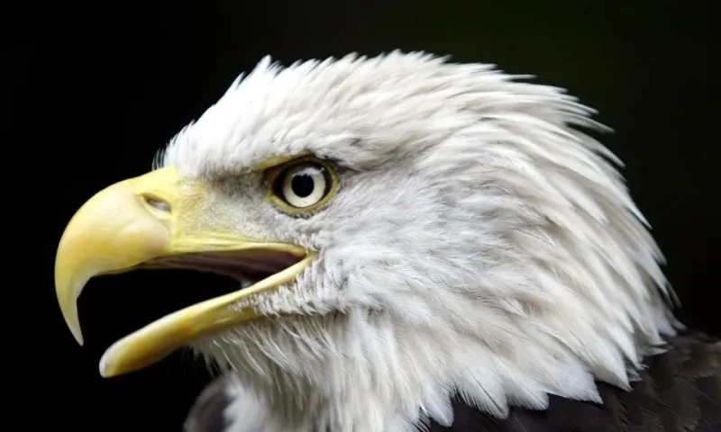 Chính thức: Đại bàng đầu hói trở thành quốc điểu của Mỹ sau gần 250 năm