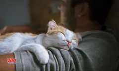 Vợ kiện chồng vì cưng mèo hơn vợ