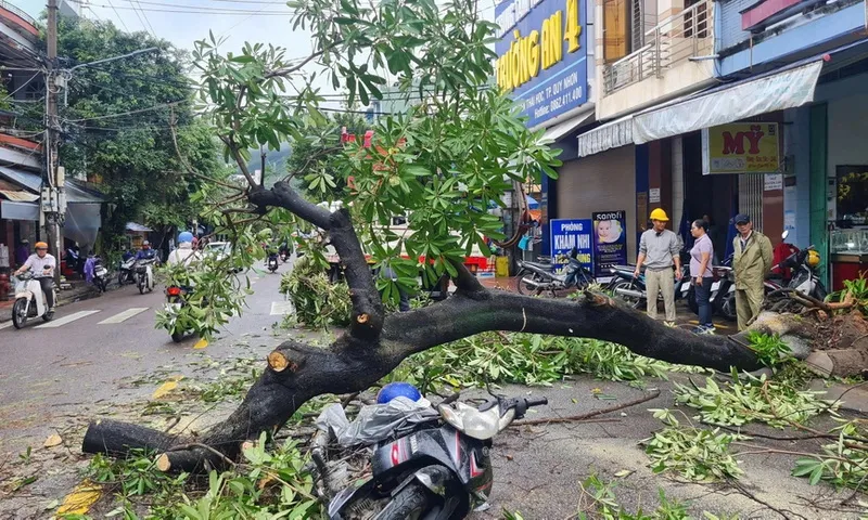 Quy Nhơn: Cây hoa sữa bật gốc đè trúng người đi đường