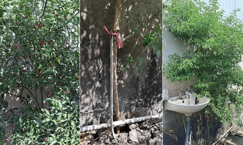 Cộng đồng mạng thích thú với cây ớt cao hơn 2m ở Long An