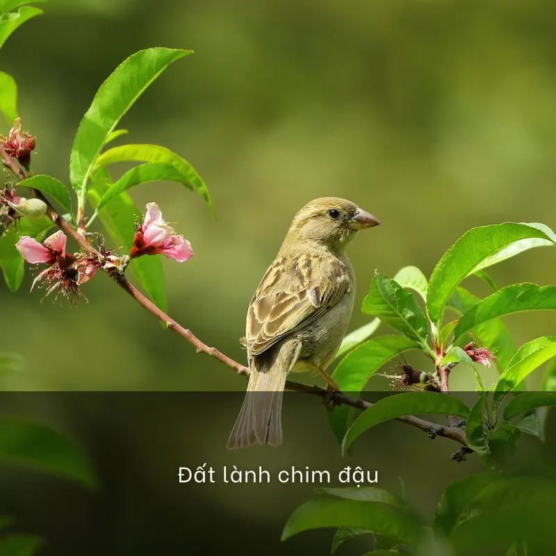 ca-dao-tuc-ngu-moi-truong-song-voh[1]