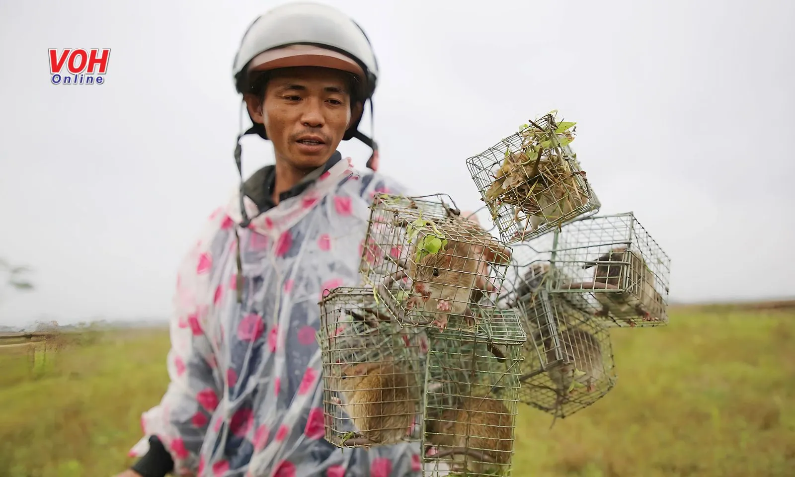 Người đàn ông Quảng Nam bắt hơn 400 con chuột mỗi đêm